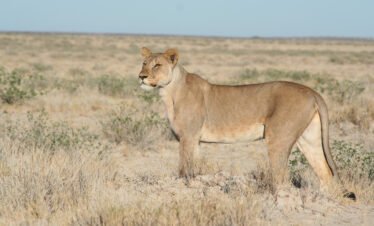 Ethosa National Park – Namibia